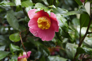 Camellia Kujaku tsubaki syn. Hakunah 4)    